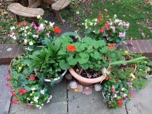 Potted green plants with red flowers