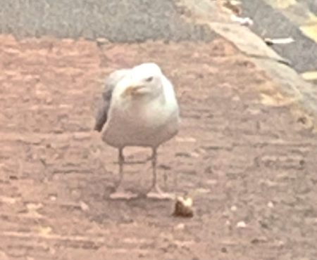 The cheeky seagull eating a baked potato that it stole off the BBQ!